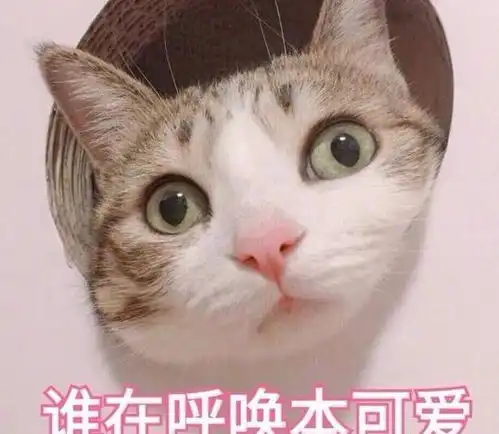 疑惑可爱表情包猫咪