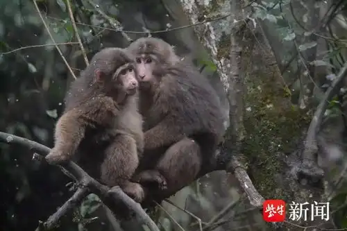峨眉山的猴子表情包猴群