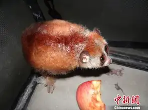 倭蜂猴表情包风猴