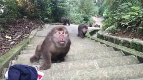  峨眉山猴子最怕的东西,只要游客拿着它,就没有猴子敢靠近