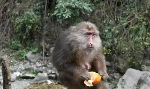  峨眉山的好日子到头了抢东西打人,峨眉山猴为啥这么暴躁