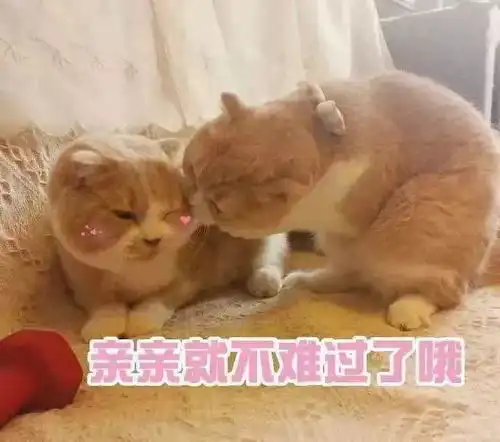  斗图必备表情包i太欺负人了