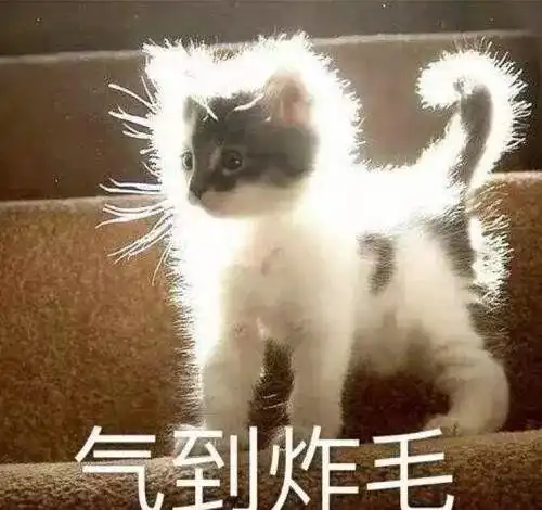  冬天撸猫噼里啪啦,猫咪会不会以为我故意打它