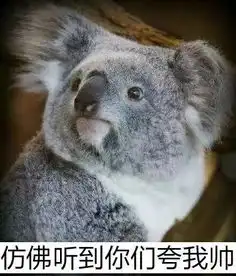 嘟嘟嘟嘟嘟表情包考拉