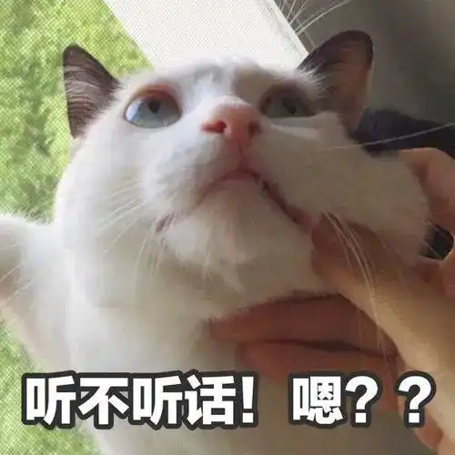 问号男孩表情包猫咪
