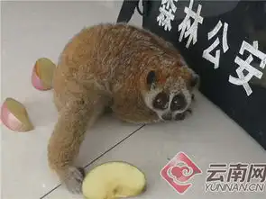  云南小伙深夜街头遇国保倭蜂猴报警将其送归大自然