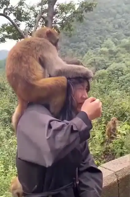  峨眉山的猴子有多嚣张,眼前这一幕,看得我尴尬症都犯了