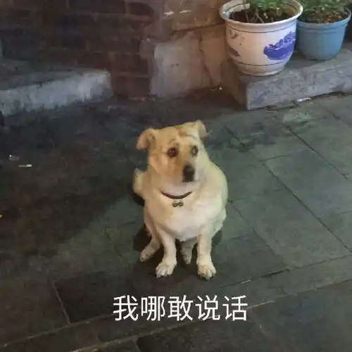 huh猫表情包动图安全带