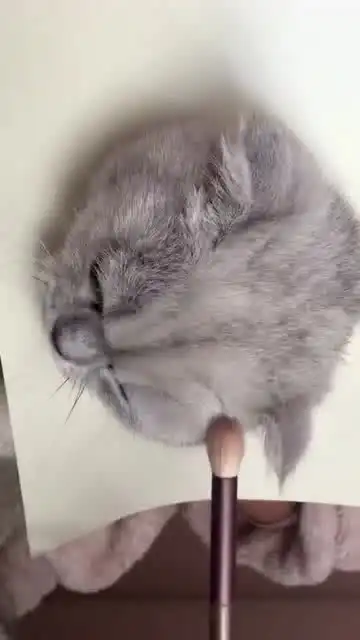  3d超逼真猫咪绘画教程,简直萌翻啦