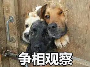  尴尬女司机把猴屁股当红灯