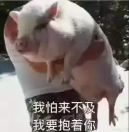  今日猪价生猪价格网养猪技术猪网养猪网猪价网猪肉