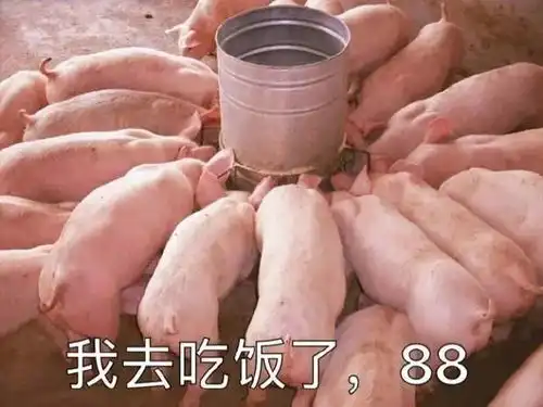  猪明明各项性能都比狗好,为什么没有警用猪