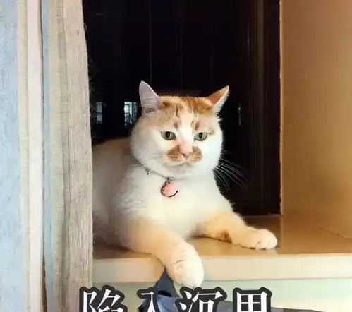  出门太着急忘了喂猫,它竟然记仇了猫咪有多小心眼
