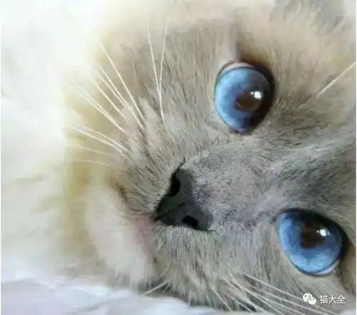  护眼宝典猫咪结膜炎防治全知道