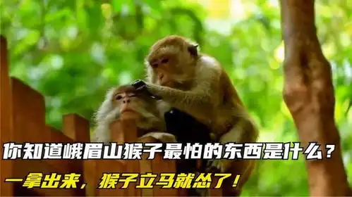  你知道峨眉山猴子最怕的东西是什么一拿出来,猴子立马就怂了