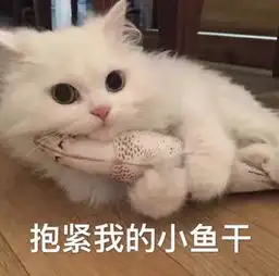  国内还在吸猫,日本已经开始吸猪,真萌豚咖啡厅