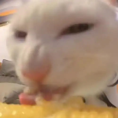  g的猫表情包合集1