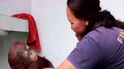  呆萌小猩猩要洗澡了,看它那享受的小表情呀,舒服的呀