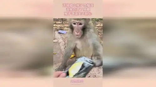 峨眉山的猴子表情包泼猴