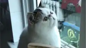  饼哥吐舌头略略略