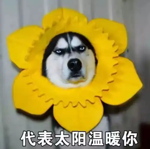  想在沈阳当铲屎官这份狗证办证年审攻略先看好啦