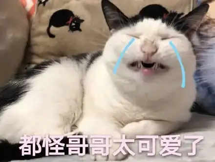  猫咪撩人表情包16张超级超级喜欢你心跳加速