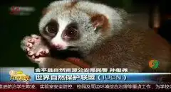  云南市民发现一只倭蜂猴