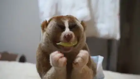  宠物小懒猴