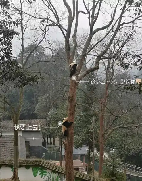  招募大熊猫保护清明小长假,来把滚滚做成表情包吧