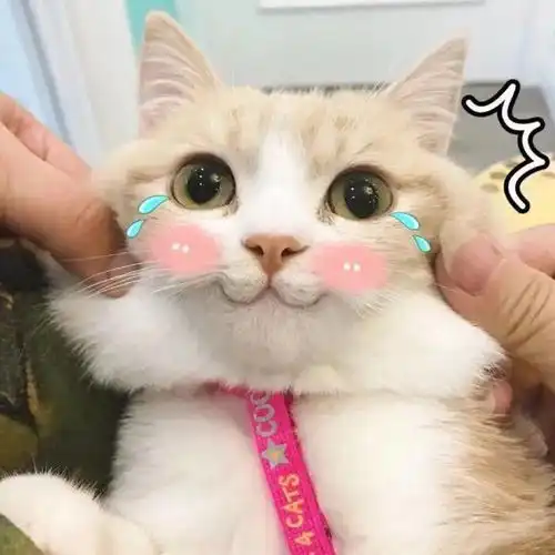 萌表情包画画教程吸猫