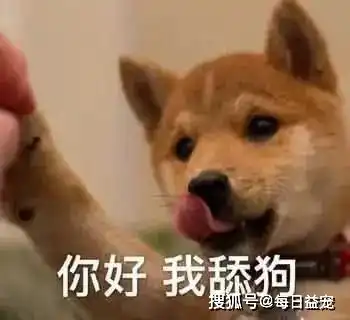  狗狗认可你的7大表现,中了3个以上,你就幸福了