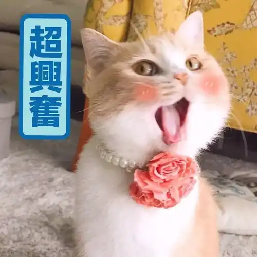 大眼猫表情包搞笑