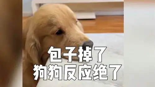  包子掉了,狗狗可开心了