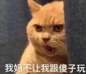  猫咪频繁撞墙,男子一头雾水,带去医院检查后失声痛哭