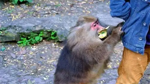 峨眉山的猴子表情包藏酋