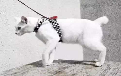  猫控福利,不做单身狗一个去旅行,带上咱家的猫吧