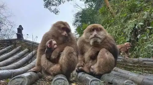  峨眉山人猴大战频发,猴王被击毙,为什么猴子时常攻击游客
