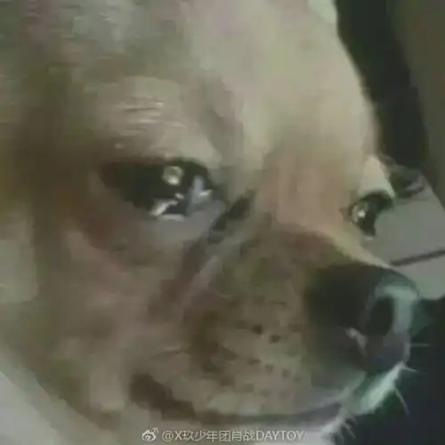 我确实是个直男表情包舔