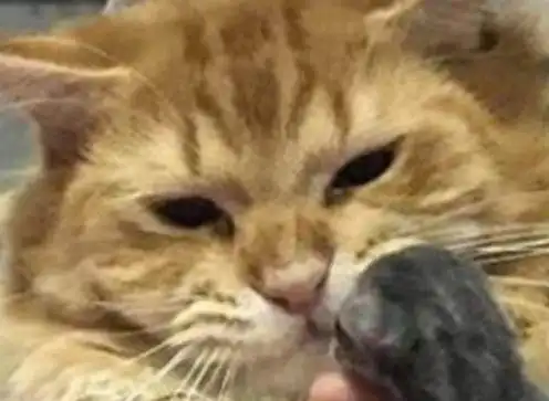 主人将小奶猫给猫爸,但它用表情告诉主人不是我的崽,我不用理