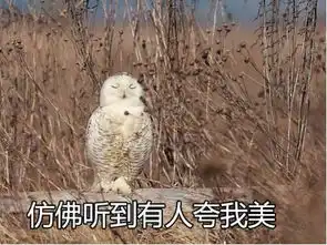  纯天然的动物表情包生物达人必备二