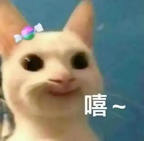  为了猫,我想立刻马上搬去深圳