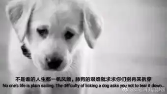  是时候告诉你们一件残忍的事情了舔狗舔到最后一无所有