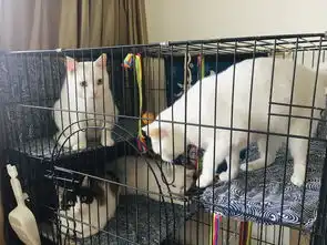  今日份的猫猫ver.全家福