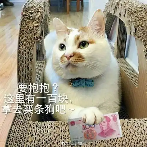  下一世不要做狗了噢,做人好了上海阿姨安乐死爱犬,网友泪目