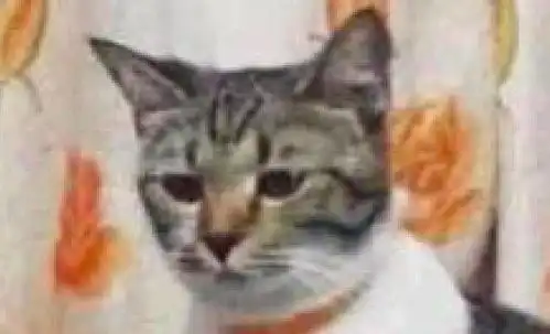  网友正抱着孩子,在远处的猫咪表情有点忧伤原本那是我的位置