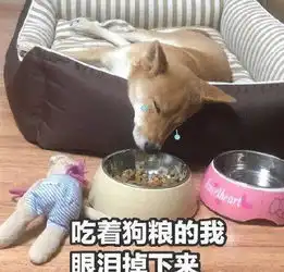  明天就是情人节,一波单身狗表情包备用