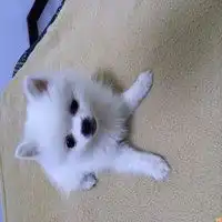  一只笑着吐舌头狗的头像微信头像图片大全