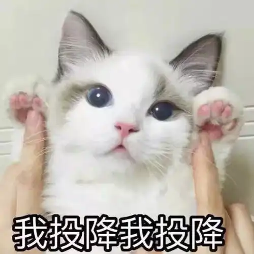 猫爪拍桌子系列表情包