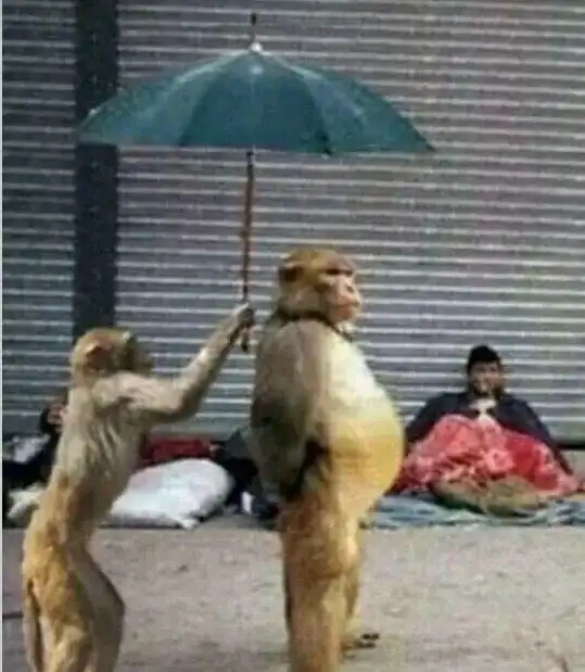  你迷恋的猴子表情包,可能涉嫌虐待动物