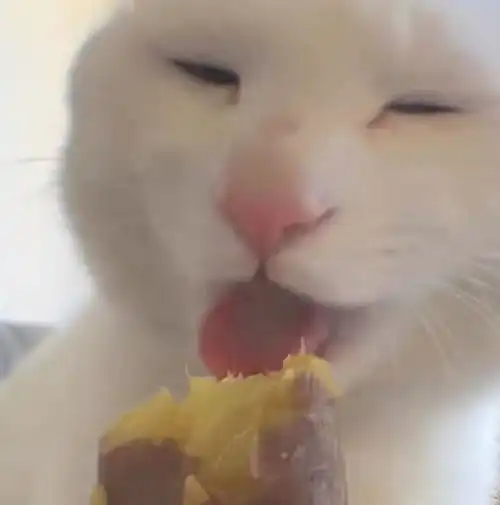  g的猫表情包合集1